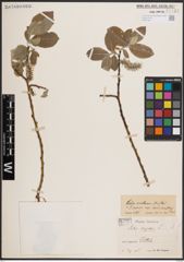 Foto von Salix caprea L.